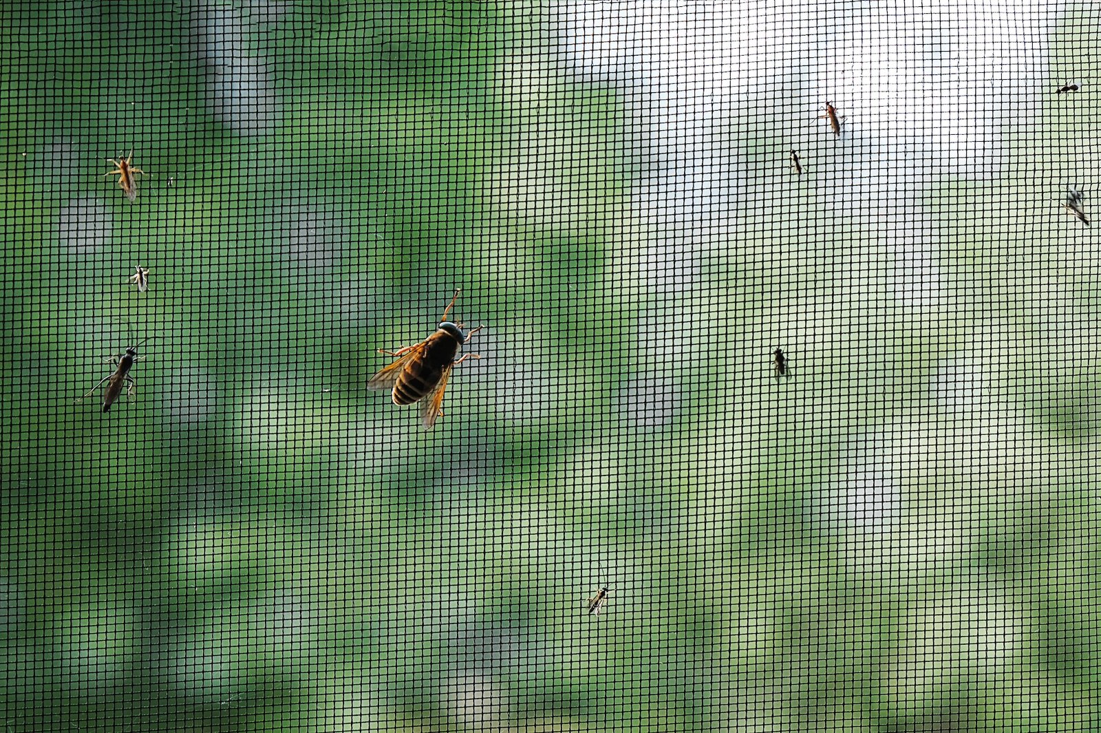 Insectenhorren
